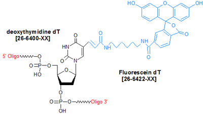 picture of Fluorescein dT (Fam dT)